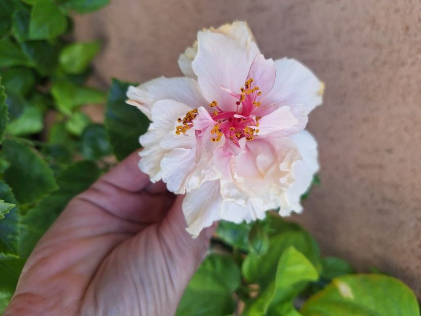  - Hibi White Pride of Hankins