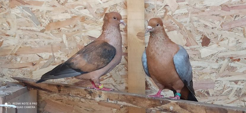 F 2023 M 2019 - Gimpel