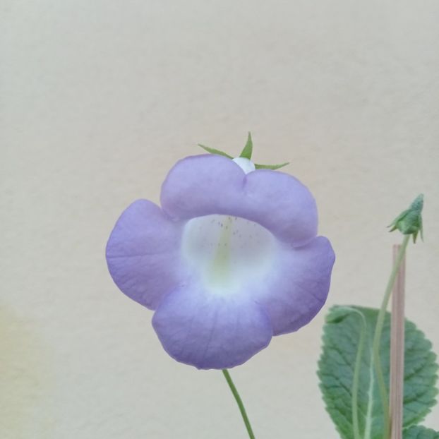  - Eucodonia Cecilia