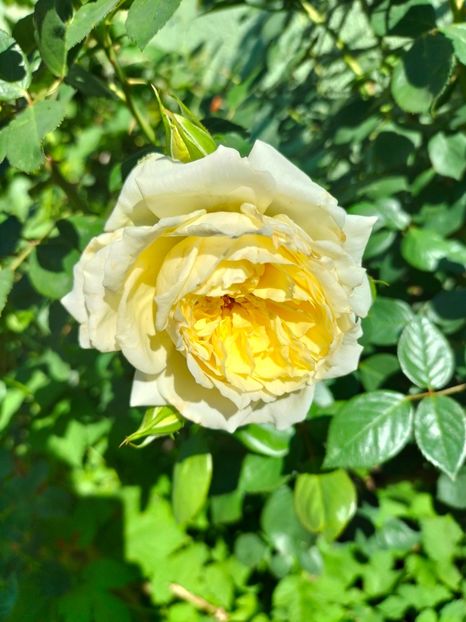 IMG20240808091659 - August 2024