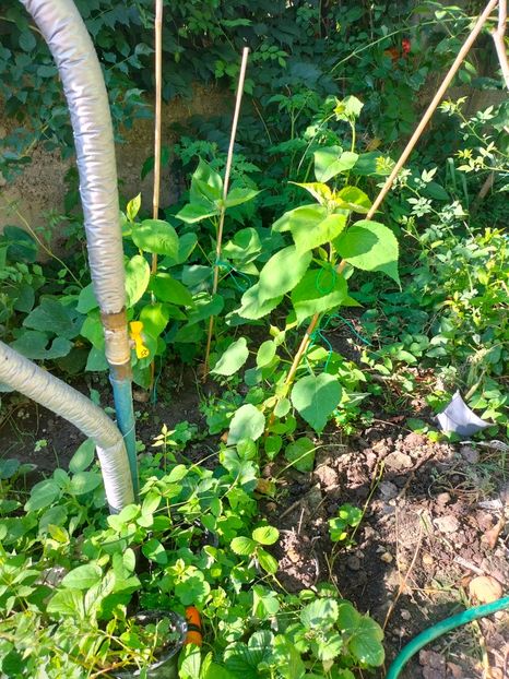 IMG20240808092220 - August 2024