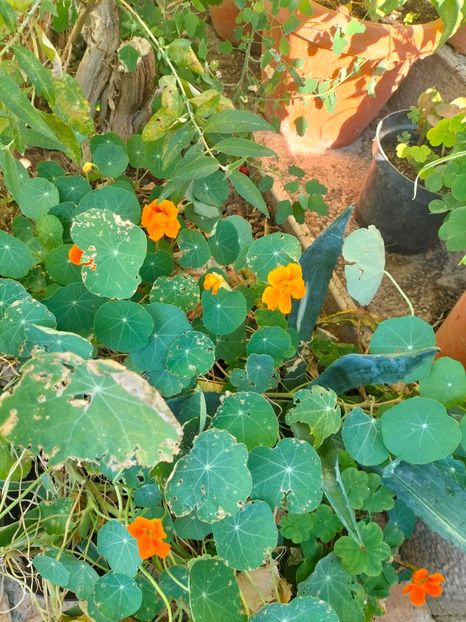 IMG20240808091256 - August 2024