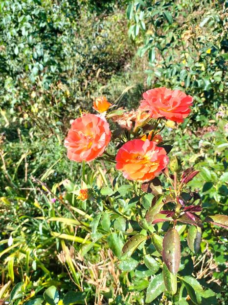 IMG20240729101016 - August 2024