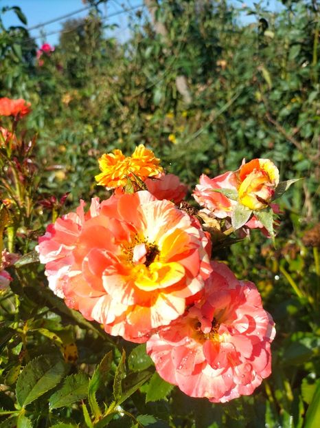 IMG20240729100959 - August 2024