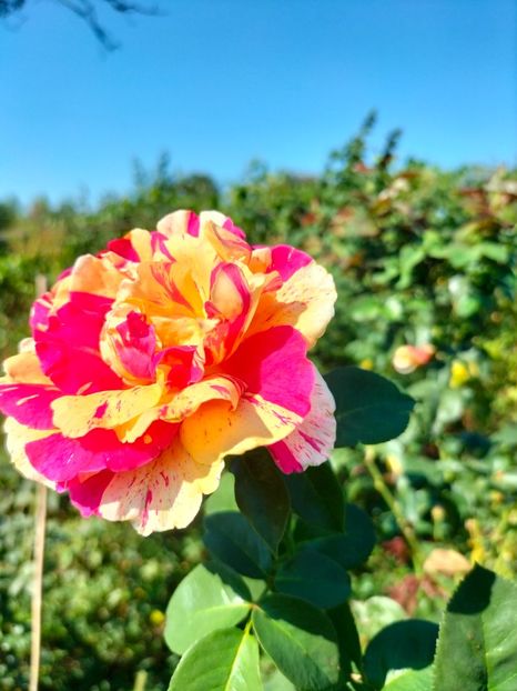 IMG20240729100931 - August 2024