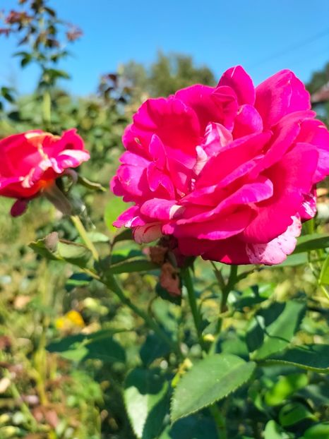 IMG20240729100911 - August 2024