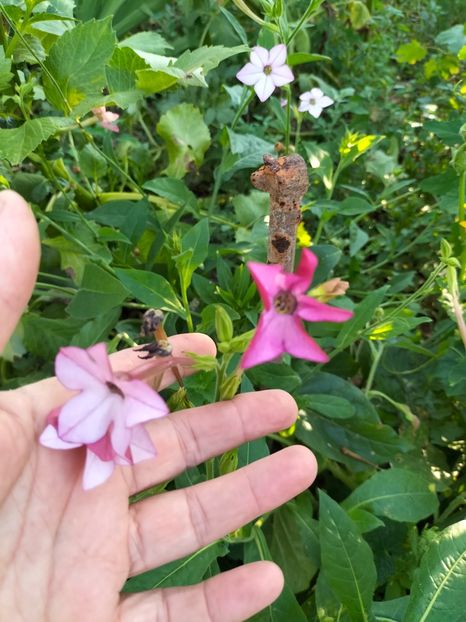 IMG20240729081634 - August 2024