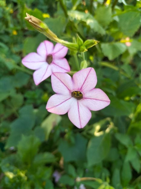 IMG20240729081627 - August 2024