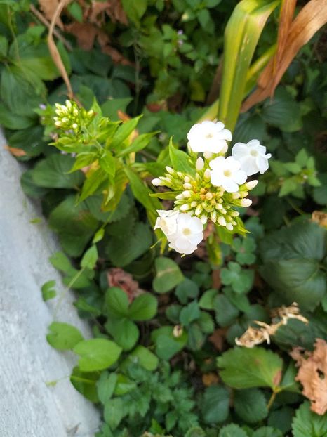 IMG20240729081538 - August 2024