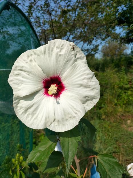 IMG20240725101633 - August 2024