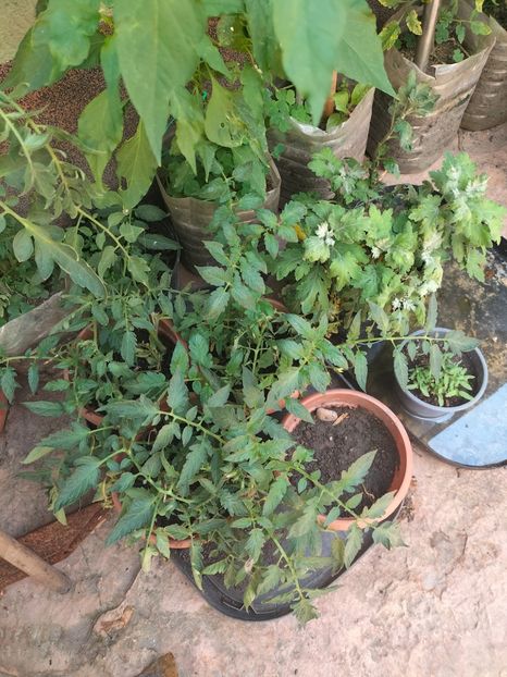 IMG20240716142637 - August 2024