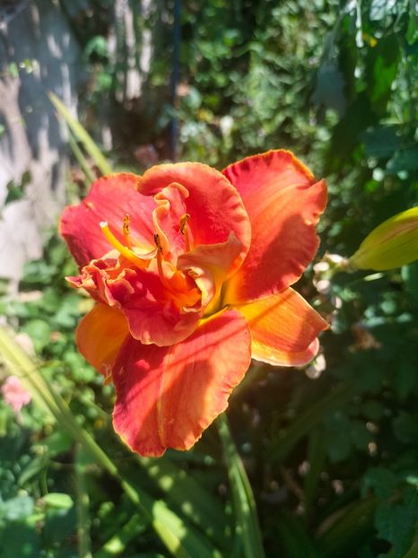 IMG20240715114827 - August 2024