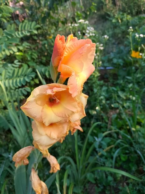 IMG20240715072308 - August 2024