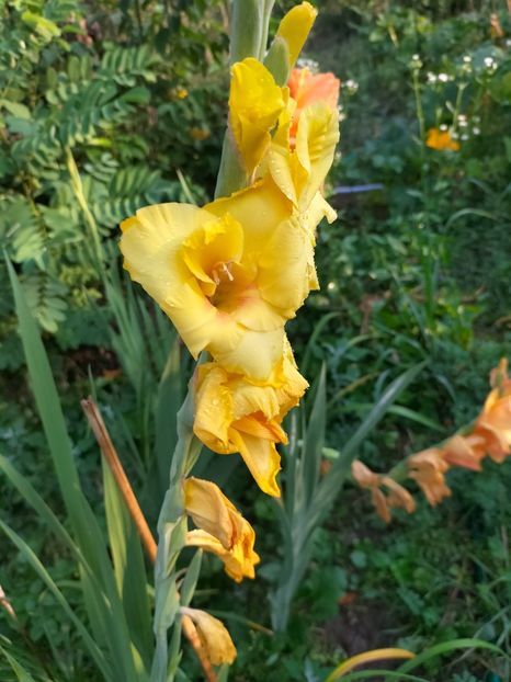 IMG20240715072304 - August 2024