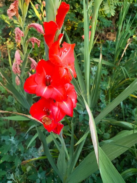 IMG20240715072248 - August 2024