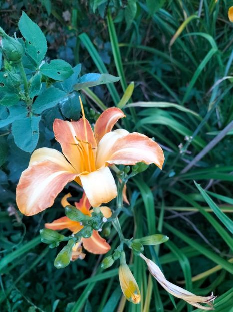 IMG20240712210906 - August 2024