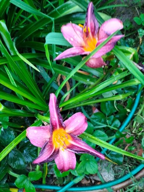 IMG20240712210439 - August 2024