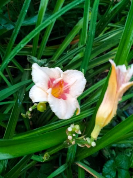 IMG20240712210436 - August 2024