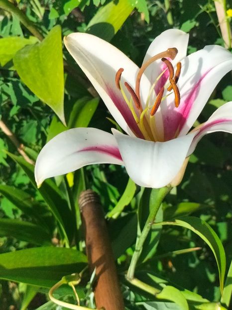 IMG20240708091519 - August 2024