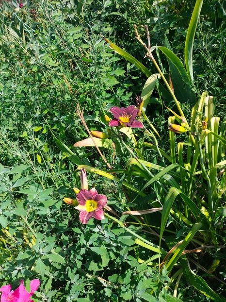 IMG20240708091318 - August 2024