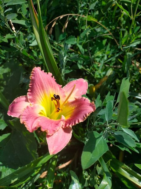 IMG20240708091223 - August 2024