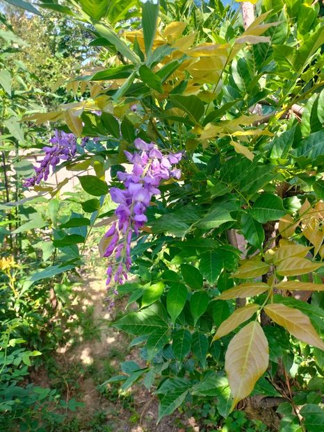 IMG20240708090246 - August 2024