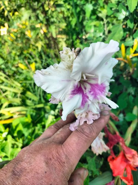 IMG20240705094922 - August 2024