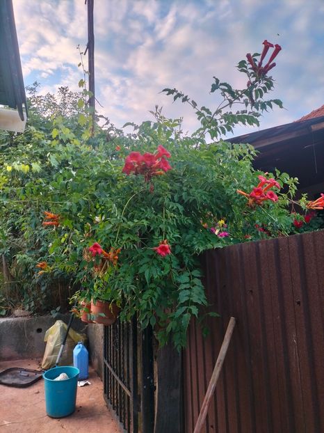 IMG20240704202718 - August 2024