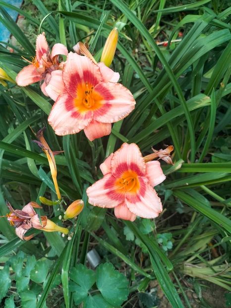 IMG20240704201536 - August 2024