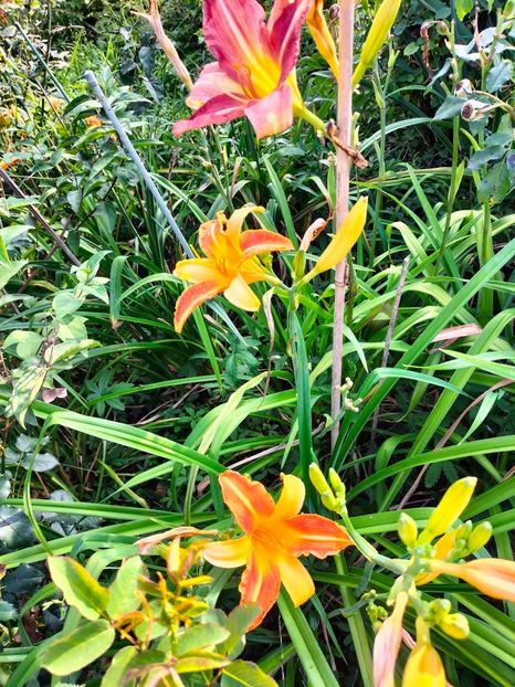 IMG20240704185106 - August 2024