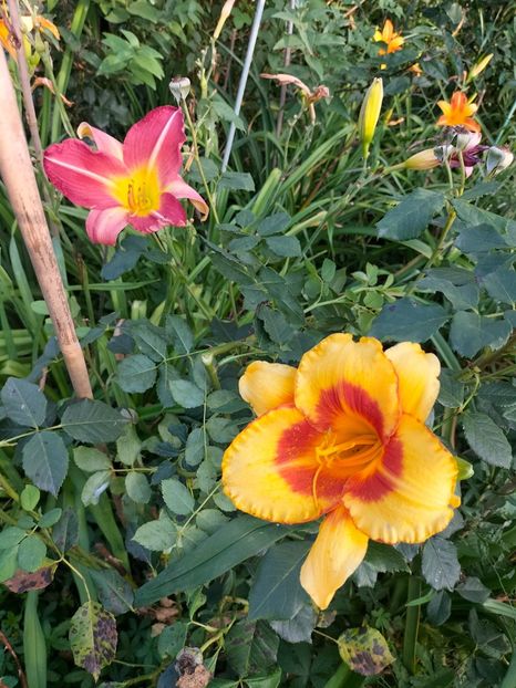 IMG20240704185049 - August 2024