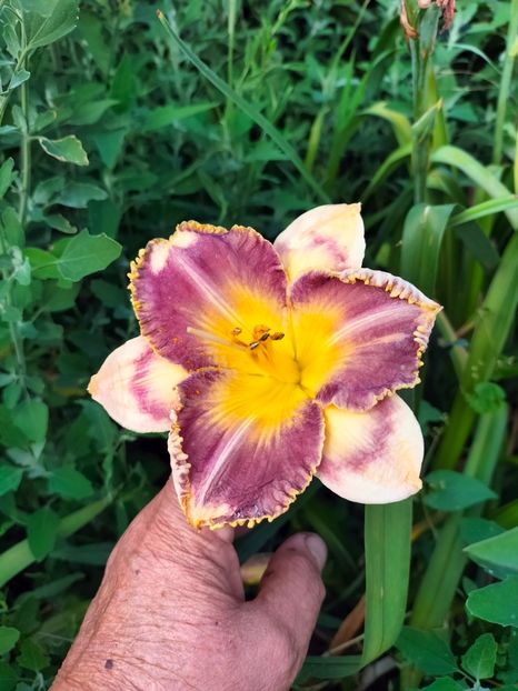 IMG20240704184829 - August 2024