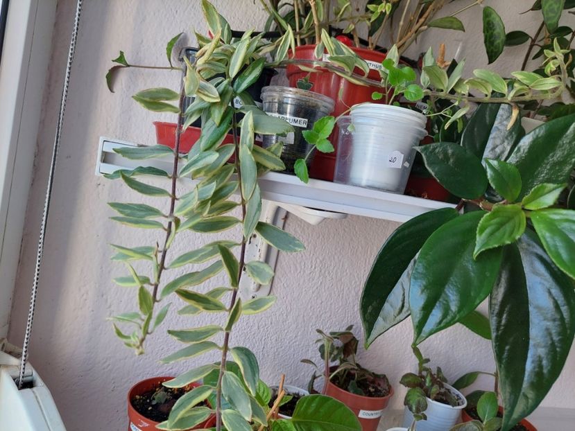 Aeschynanthus Bolero variegat(8-08-2024) - Aeschinanthus 2024