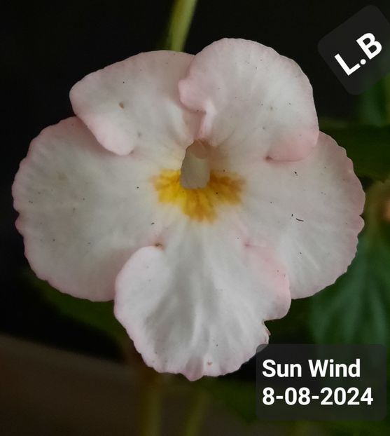  - ACHIMENES - 2024
