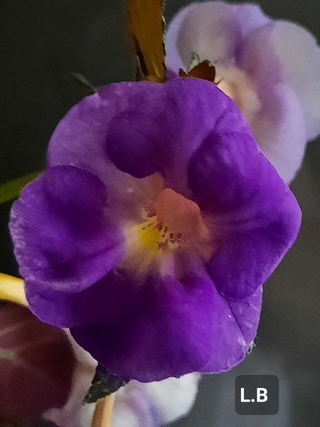  - ACHIMENES - 2024
