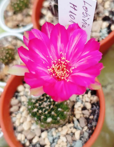 Lobivia hb H101 - Lobivia hb H101