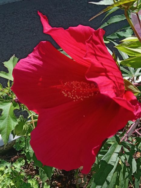  - Hibiscus Moscheutos