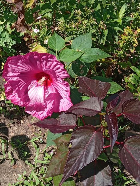  - Hibiscus Moscheutos