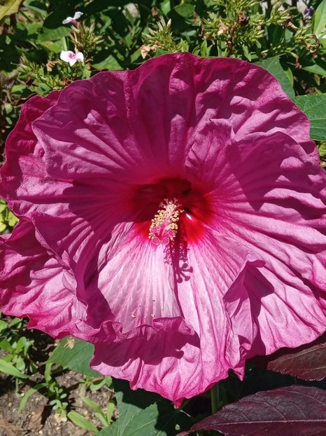  - Hibiscus Moscheutos
