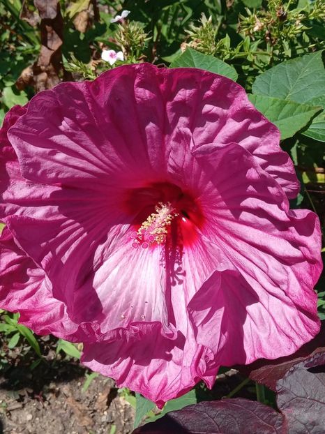  - Hibiscus Moscheutos