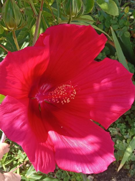  - Hibiscus Moscheutos