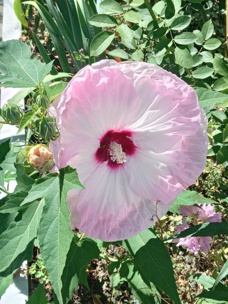  - Hibiscus Moscheutos