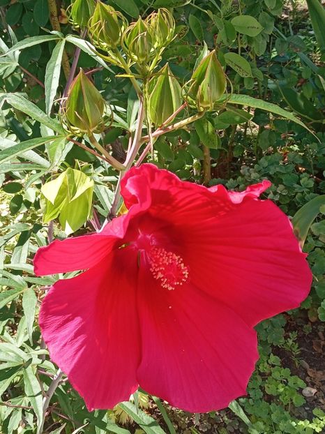  - Hibiscus Moscheutos