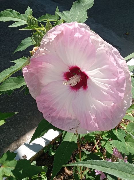  - Hibiscus Moscheutos