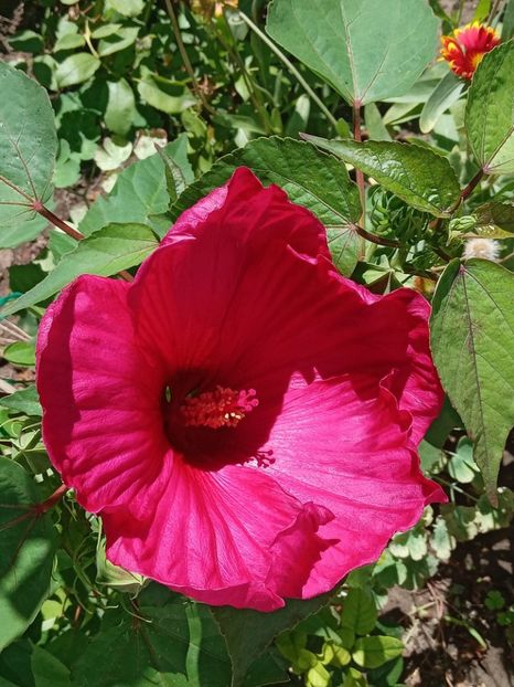  - Hibiscus Moscheutos