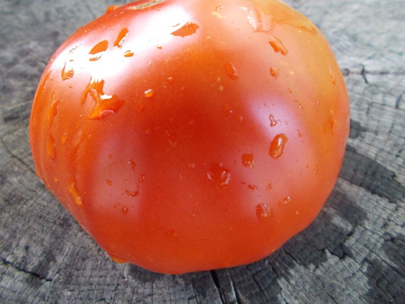  - SEMINTE ROSII - T 1123 KING BELL