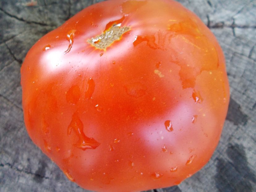  - SEMINTE ROSII - T 1123 KING BELL