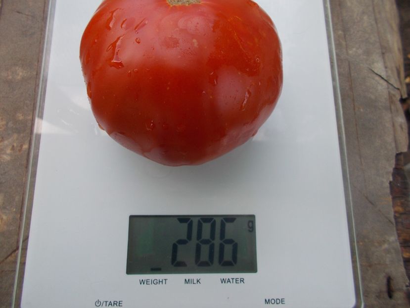  - SEMINTE ROSII - T 1123 KING BELL