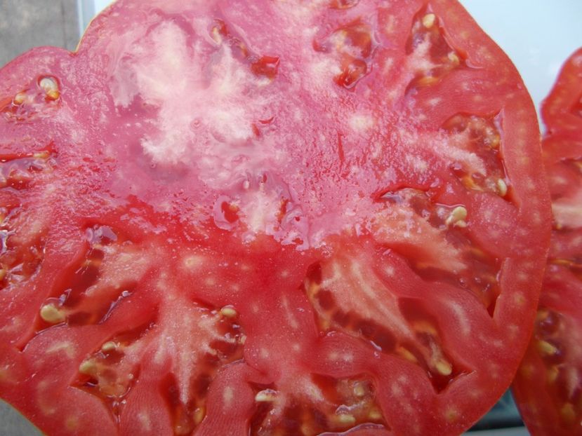  - SEMINTE ROSII - T 1123 KING BELL