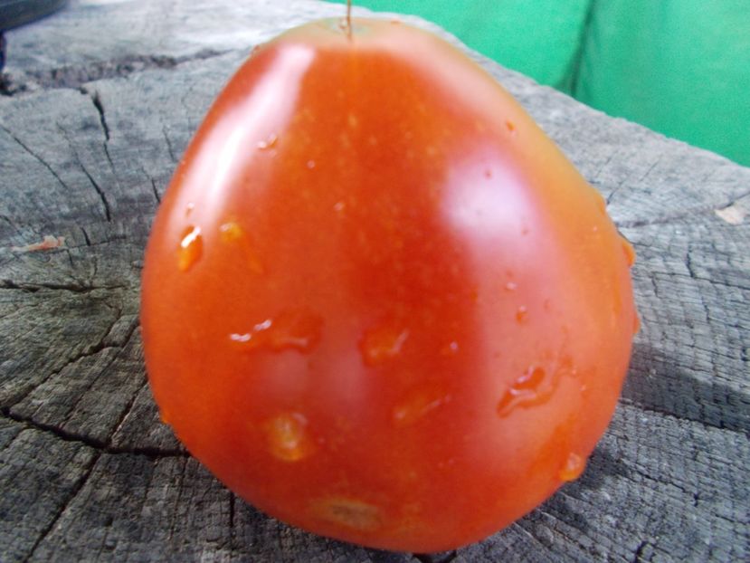  - SEMINTE ROSII - T 920 SUGAR HEART